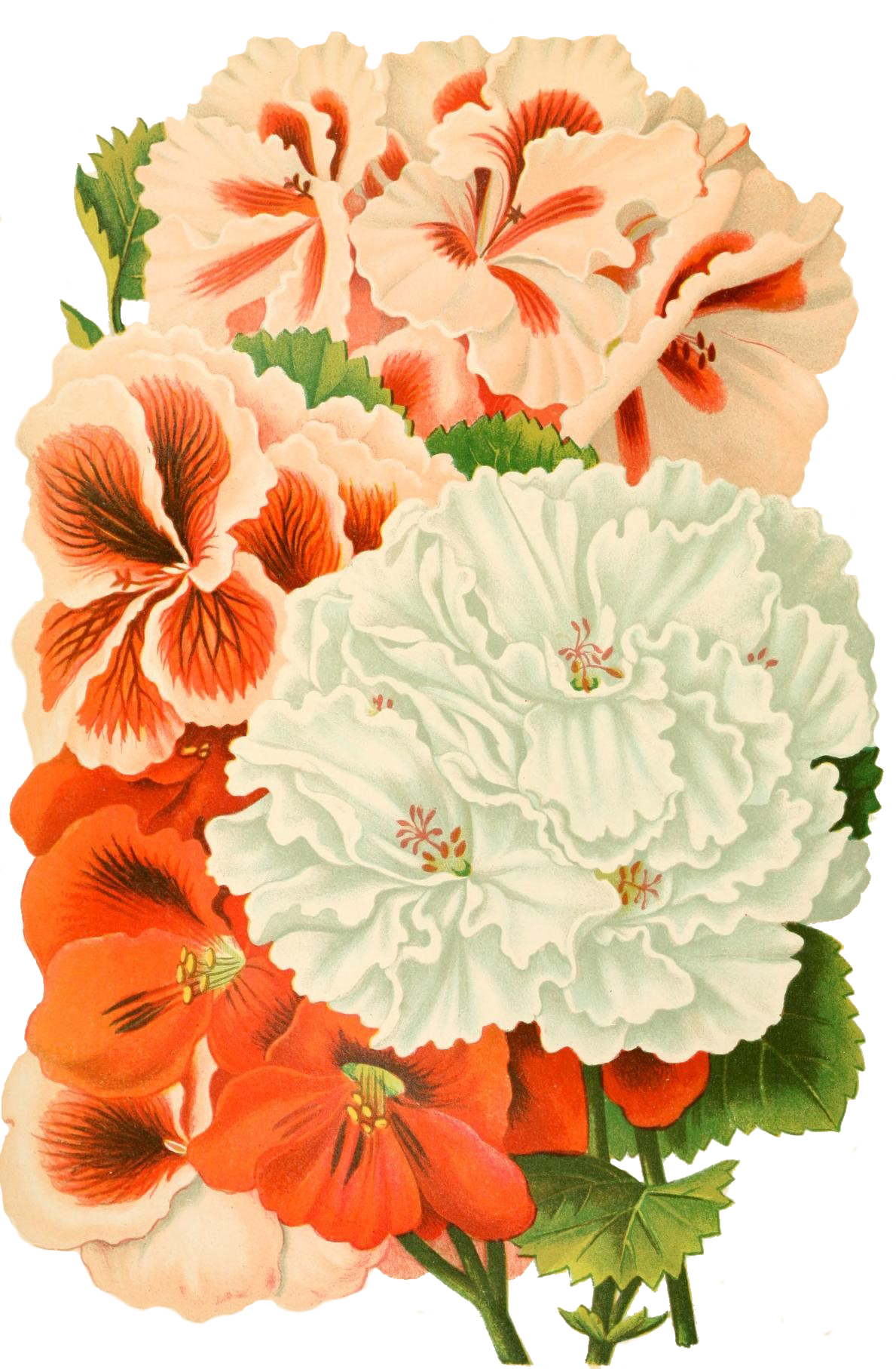 Painterly bouquet of cream and orange flowers